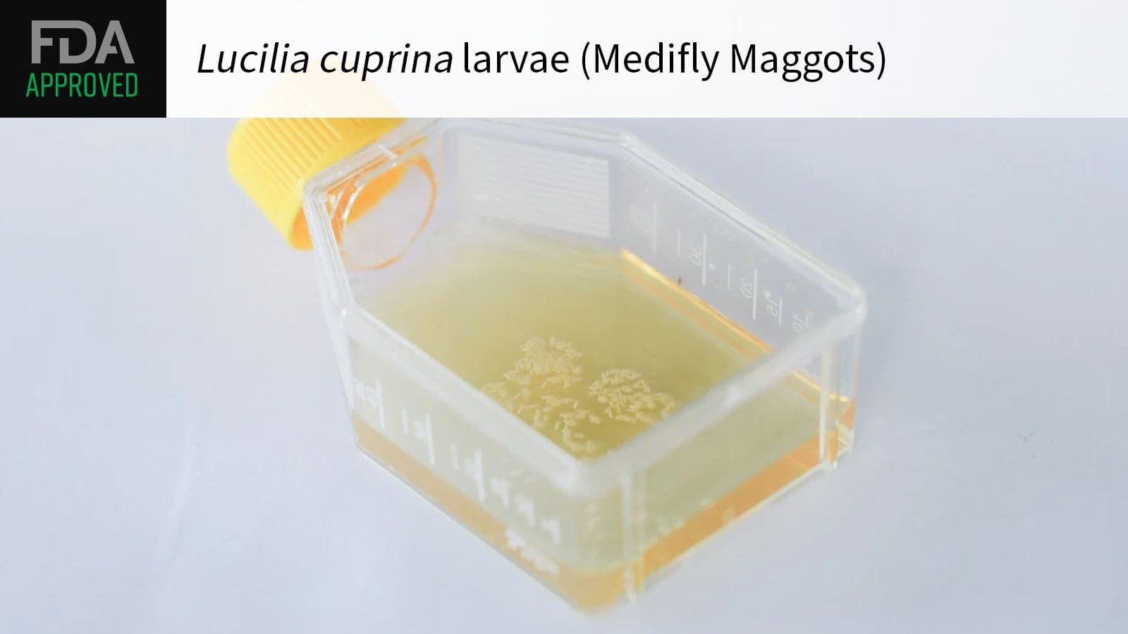 FDA Approves Australian Blowfly Larvae to Devour Dead Tissue in Chronic Wounds