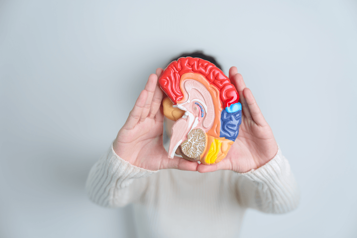 AI-Powered Synthetic Heart Could End Animal Testing in Cardiac Device Development